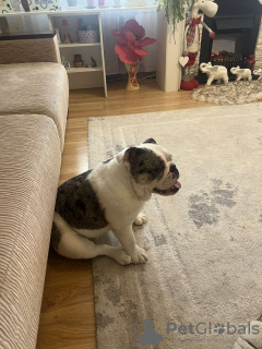 Foto №2 zu Ankündigung № 40330 zu verkaufen  - einkaufen Weißrussland 