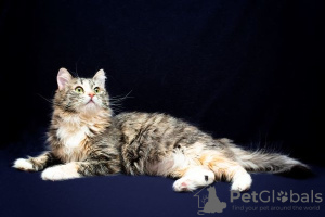 Foto №4. Ich werde verkaufen  in der Stadt Москва. quotient 	ankündigung - preis - Frei