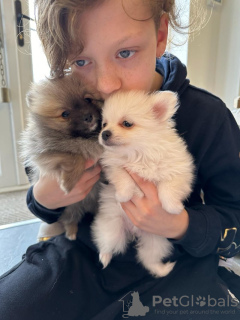 Foto №2 zu Ankündigung № 97067 zu verkaufen pommersche spitz - einkaufen USA quotient 	ankündigung, züchter