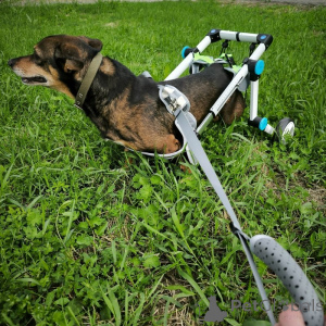 Foto №2 zu Ankündigung № 139947 zu verkaufen mischlingshund - einkaufen Russische Föderation 