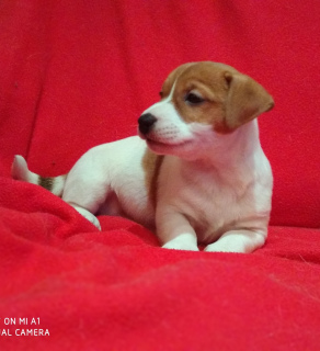 Zusätzliche Fotos: Kennel RKF / FCI bietet charmante Welpen Jack Russell Terrier. Mädchen, Dr.