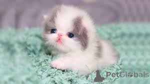 Foto №3. Persische Kätzchen. Deutschland