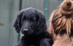 Foto №1. flat coated retriever - zum Verkauf in der Stadt Brjansk | verhandelt | Ankündigung № 2928