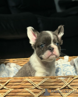 Foto №2 zu Ankündigung № 150644 zu verkaufen  - einkaufen Deutschland aus dem tierheim, züchter