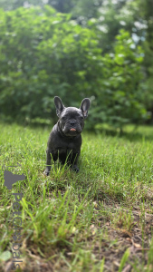 Foto №3. Blaue Farbe der französischen Bulldogge. Russische Föderation