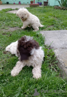 Foto №4. Ich werde verkaufen lagotto romagnolo in der Stadt Kovin. quotient 	ankündigung - preis - verhandelt