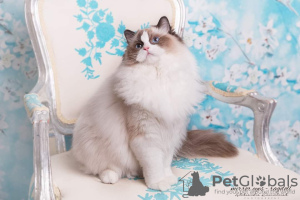 Foto №4. Ich werde verkaufen ragdoll-katze in der Stadt Jastrzębie-Zdrój. züchter - preis - 750€