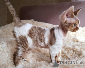 Foto №1. devon rex - zum Verkauf in der Stadt Swellendam Local Municipality | 322€ | Ankündigung № 111727