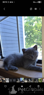 Foto №2 zu Ankündigung № 145318 zu verkaufen schottische faltohrkatze - einkaufen USA quotient 	ankündigung