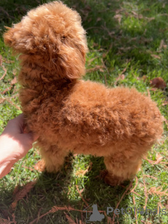 Foto №2 zu Ankündigung № 71161 zu verkaufen  - einkaufen USA quotient 	ankündigung