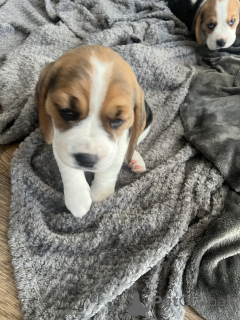 Foto №2 zu Ankündigung № 143136 zu verkaufen german spitz - einkaufen USA quotient 	ankündigung