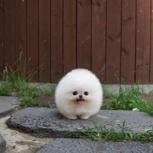 Foto №3. Schöne pommersche Welpen Business whatsapp447400576553. Finnland