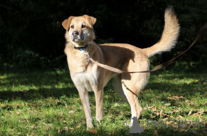 Foto №4. Ich werde verkaufen mischlingshund in der Stadt Moskwa.  - preis - Frei