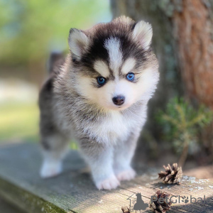 Foto №3. POMERANIAN MINI HUSKY - POMSKY. Deutschland