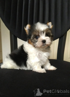 Foto №3. Beaver York Super Mini. Türkei