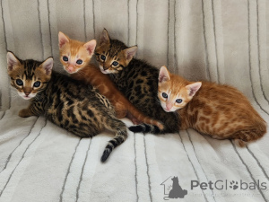 Foto №2 zu Ankündigung № 174896 zu verkaufen bengal katzenrasse - einkaufen Deutschland züchter
