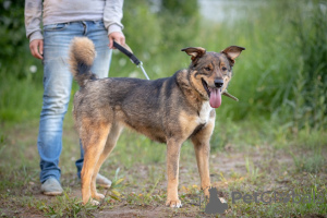 Foto №2 zu Ankündigung № 7371 zu verkaufen mischlingshund - einkaufen Russische Föderation quotient 	ankündigung