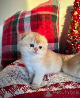 Foto №3. Scottish Fold Kätzchen zur Adoption Alle unsere Kätzchen verfügen über aktuelle. Frankreich