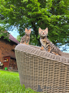 Foto №4. Ich werde verkaufen bengal katzenrasse in der Stadt München. züchter - preis - verhandelt