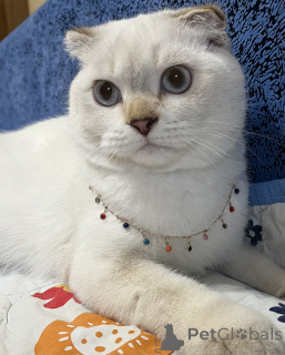 Foto №2. Paarung Service schottische faltohrkatzemischlingshund. Preis - 106€