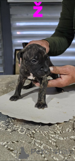 Foto №4. Ich werde verkaufen american pit bull terrier in der Stadt Belgrad.  - preis - verhandelt