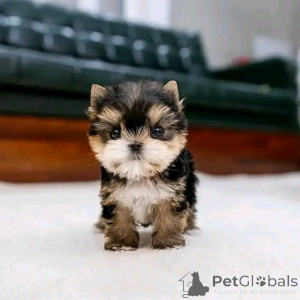 Foto №1.  - zum Verkauf in der Stadt Chicago | verhandelt | Ankündigung № 137534