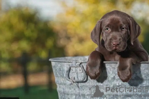 Zusätzliche Fotos: Reinrassige Labrador Retriever-Welpen zu verkaufen