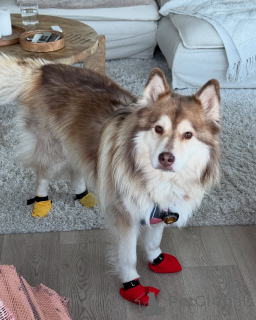 Foto №3. Weich wie Schnee, warm wie Liebe. Finnland