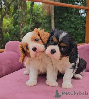 Foto №1. cavalier king charles spaniel - zum Verkauf in der Stadt Bilje | verhandelt | Ankündigung № 175739