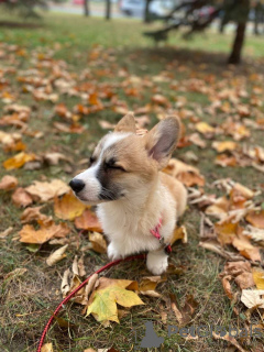 Foto №3. Welsh Corgi Pembroke. Polen