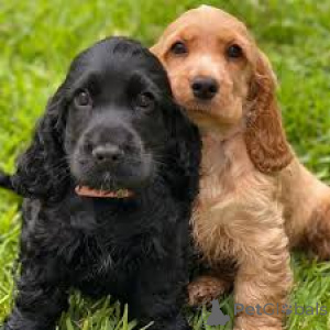 Foto №3. Preciosos cachorros Cocker Spaniel Americano en venta. Spanien