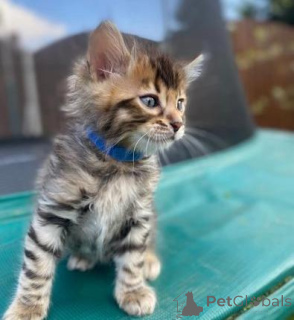 Foto №2 zu Ankündigung № 176770 zu verkaufen bengal katzenrasse - einkaufen Deutschland quotient 	ankündigung