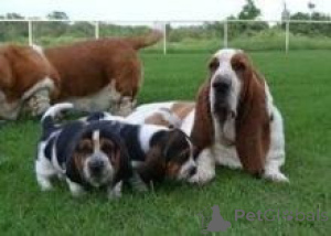 Foto №1. basset hound - zum Verkauf in der Stadt Varna | verhandelt | Ankündigung № 175973