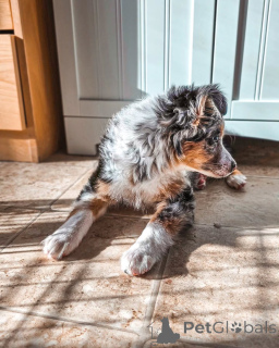 Foto №2 zu Ankündigung № 169154 zu verkaufen australian shepherd - einkaufen Finnland quotient 	ankündigung