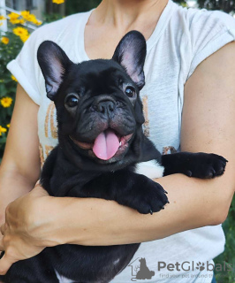 Foto №3. Französische Bulldogge. Deutschland