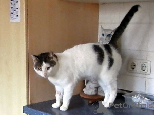 Foto №4. Ich werde verkaufen mekong bobtail in der Stadt Salzgitter. quotient 	ankündigung - preis - 200€