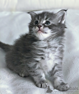 Foto №4. Entzückende Kätzchen zur kostenlosen Adoption in Ihrer Nähe in USA. Ankündigung № 66725