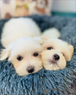 Foto №2 zu Ankündigung № 164005 zu verkaufen malteser - einkaufen Finnland quotient 	ankündigung, aus dem tierheim