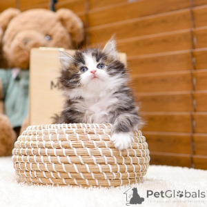 Foto №2 zu Ankündigung № 158644 zu verkaufen norwegische waldkatze - einkaufen Deutschland quotient 	ankündigung