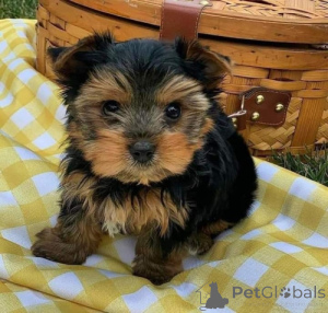 Foto №1. yorkshire terrier - zum Verkauf in der Stadt Stadt Florida | verhandelt | Ankündigung № 170505