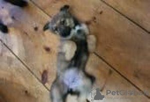 Foto №3. Belgian Malinois/Border Collie Puppies for sale. Deutschland