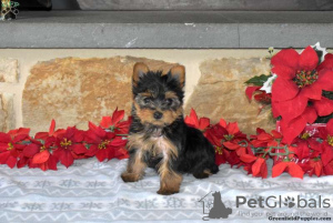 Foto №3. Yorkshire Terrier zu verkaufen. Deutschland