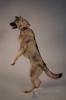 Foto №4. Ich werde verkaufen mischlingshund in der Stadt St. Petersburg. quotient 	ankündigung - preis - Frei