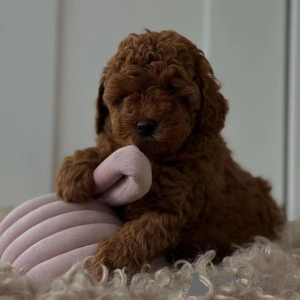 Foto №3. Žavingi raudoni žaisliniai pudelių šuniukai (kilmė). Litauen