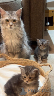 Foto №1. maine-coon-katze - zum Verkauf in der Stadt Cremlingen | Frei | Ankündigung № 145312