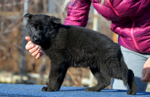 Foto №3. männlich ab 19.11, schwarz, Standard, World Champion Lines, KSU,. Ukraine