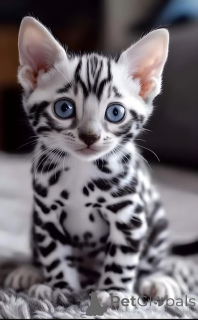 Foto №2 zu Ankündigung № 145455 zu verkaufen bengal katzenrasse - einkaufen Niederlande quotient 	ankündigung, vom kindergarten, züchter