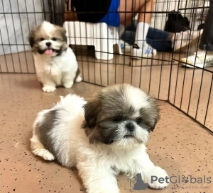 Foto №1. shih tzu - zum Verkauf in der Stadt Bern | 380€ | Ankündigung № 125757