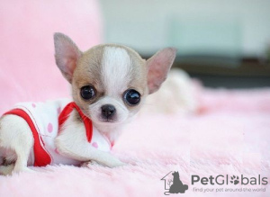 Zusätzliche Fotos: Wunderschöne Chihuahua-Welpen stehen zur Adoption zur Verfügung