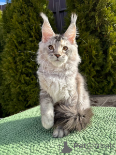 Foto №1. maine-coon-katze - zum Verkauf in der Stadt Noordwijk | Frei | Ankündigung № 100096